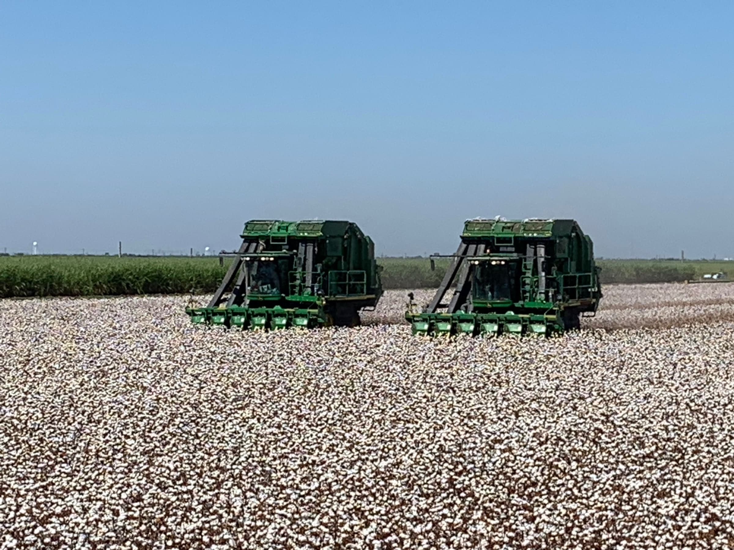 Cotton pickers at work