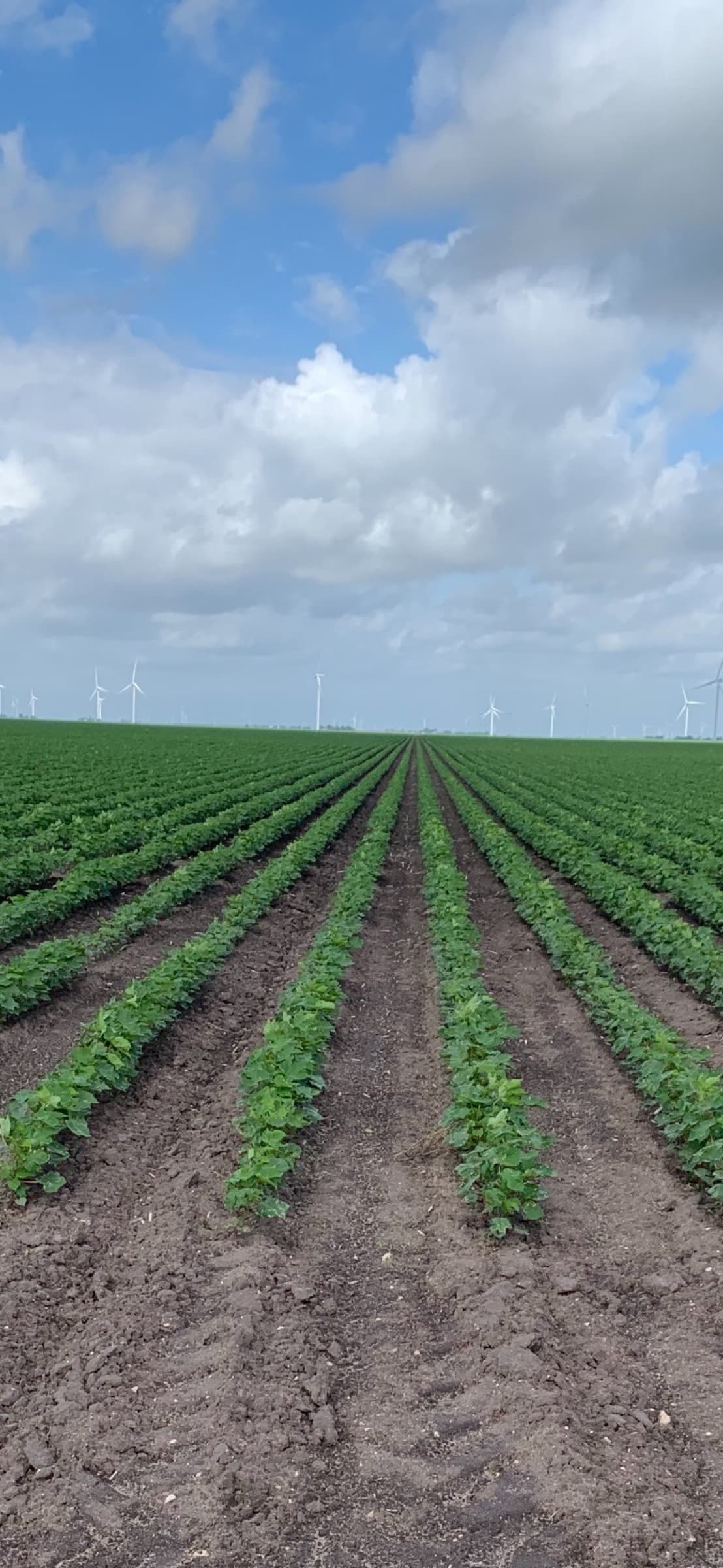 Early-season cotton rows
