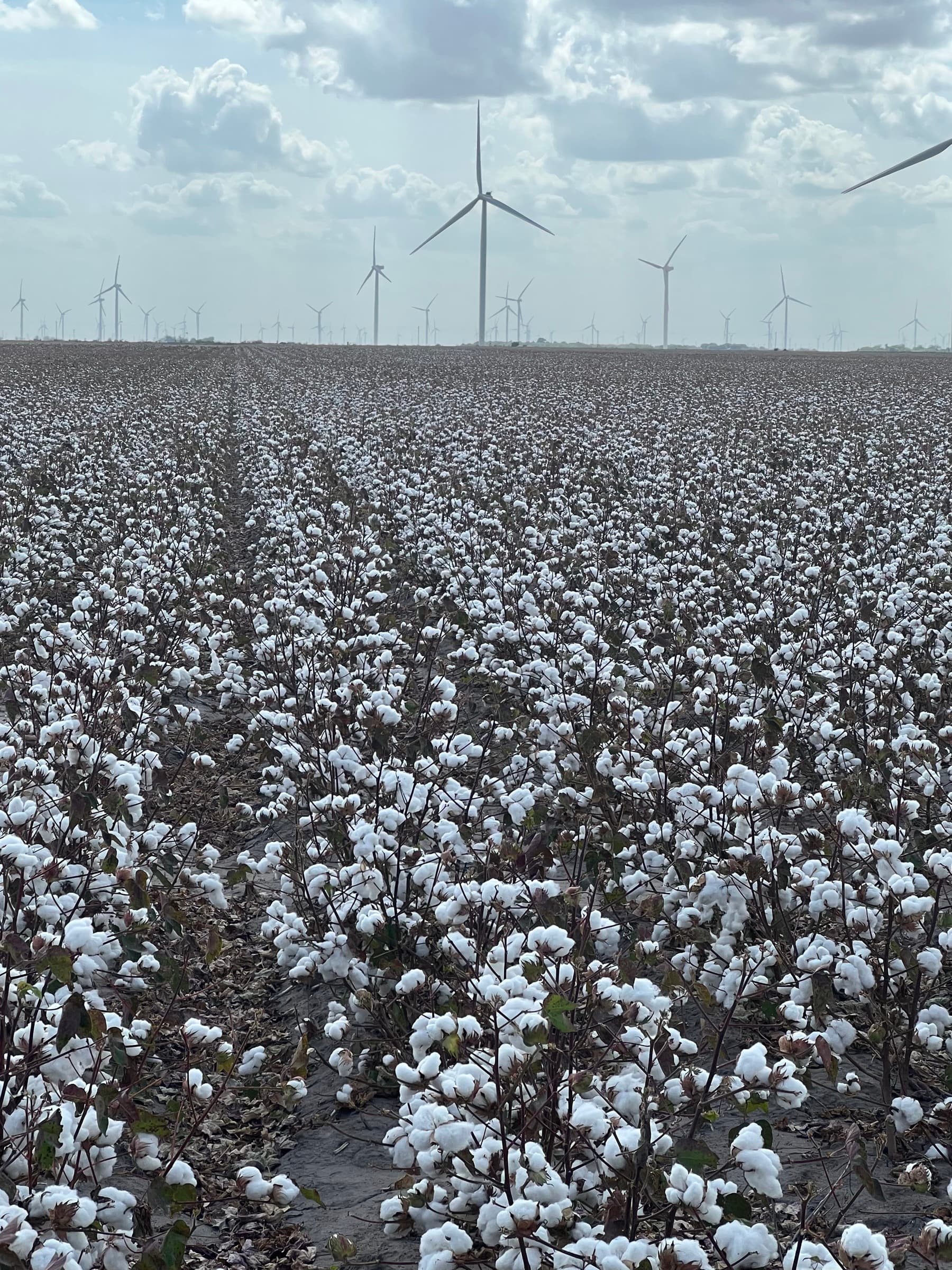 Harvest-ready cotton